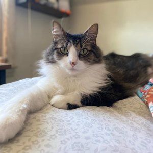 Scam Concern Cat - PLEASE READ